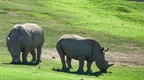 Safari Park - September 2022