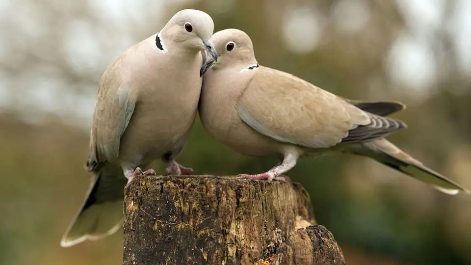 Bound Together in Peace